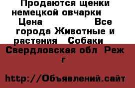 Продаются щенки немецкой овчарки!!! › Цена ­ 6000-8000 - Все города Животные и растения » Собаки   . Свердловская обл.,Реж г.